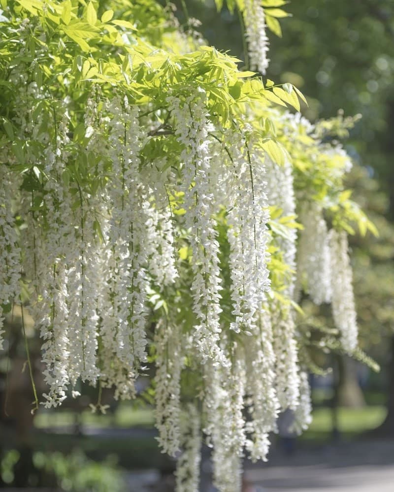 Wisteria Beauty Indianapolis photo
