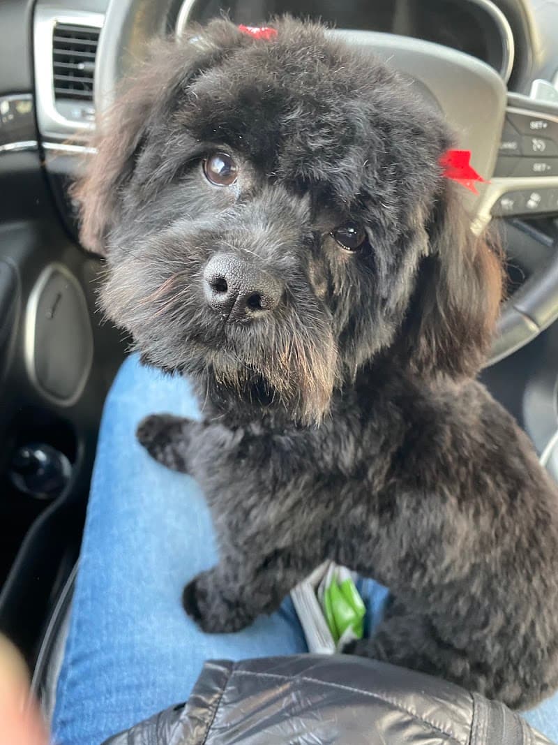 Wonderland Pet Spa Tehachapi photo