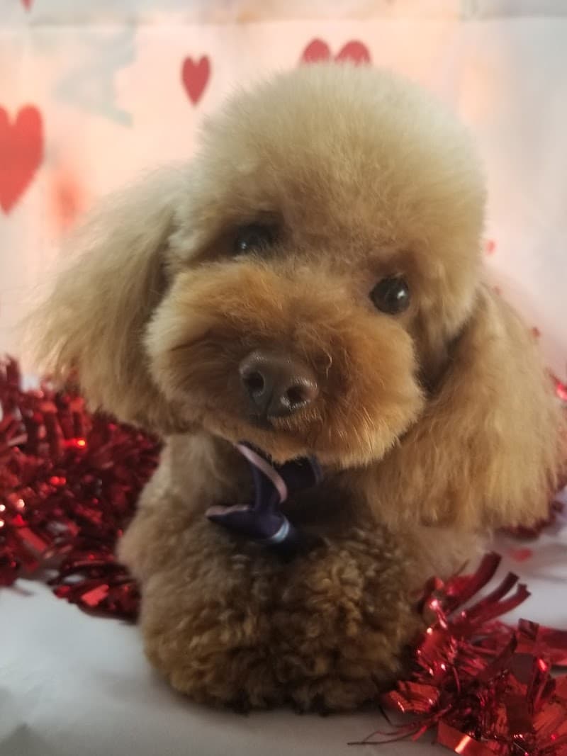 Woof & Fluff San Tan Valley photo