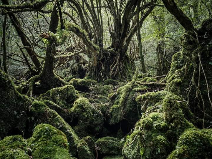 Yawaraka Yakushima Town, Kumage District photo