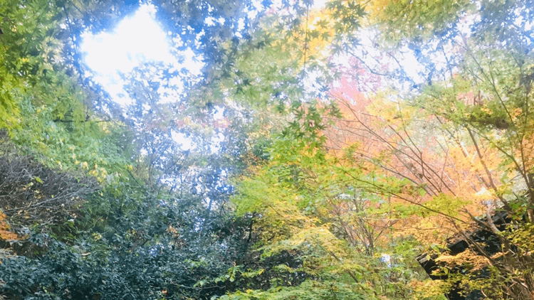 Yayoigaoka Onsen Sanraku Kiyama Town, Miyaki District photo