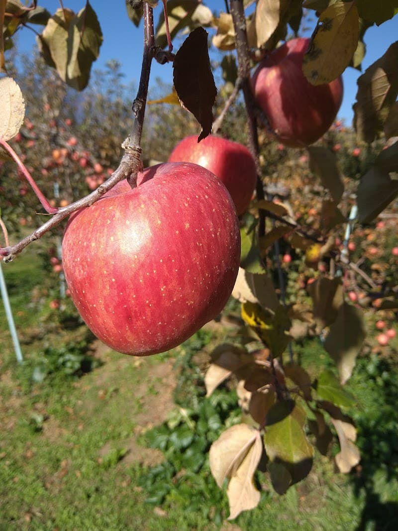 Yazawa Farm Shimoina District, Matsukawa Town photo