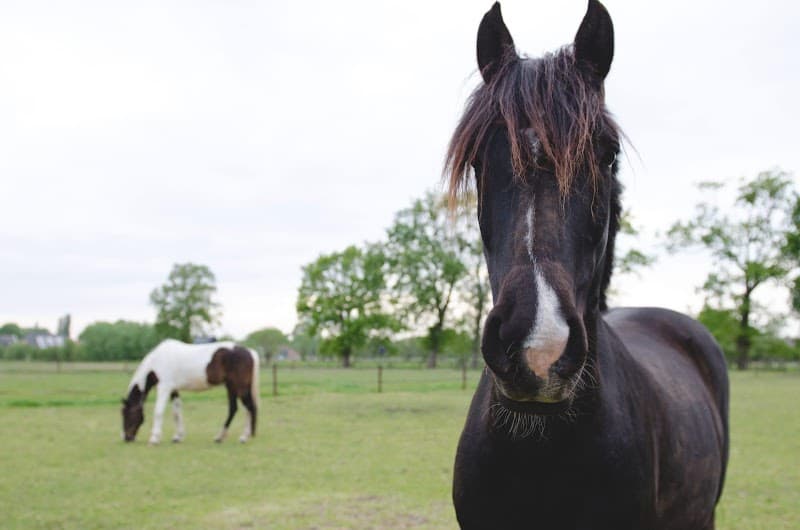 Yentl Care massage studio Nieuwegein photo