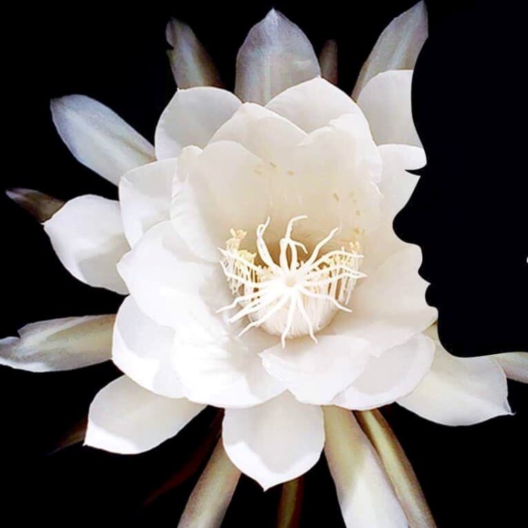 Yuliya's Krasa Spa Oliver Twp photo