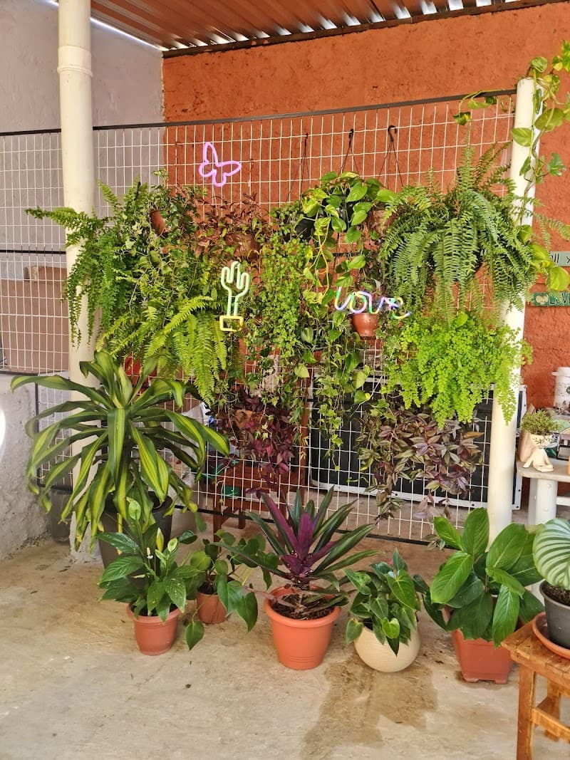 Zen Flora Garden Sorocaba photo