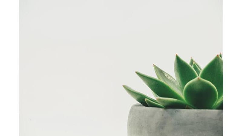 Zone of Zen - Thai massage Ulaanbaatar photo